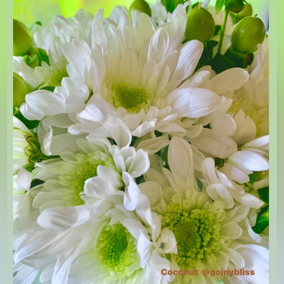 Meet your Posher, Coconut βοΈ - Picture 7 of 7